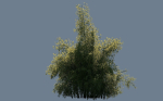High Quality Bamboo Bush 10