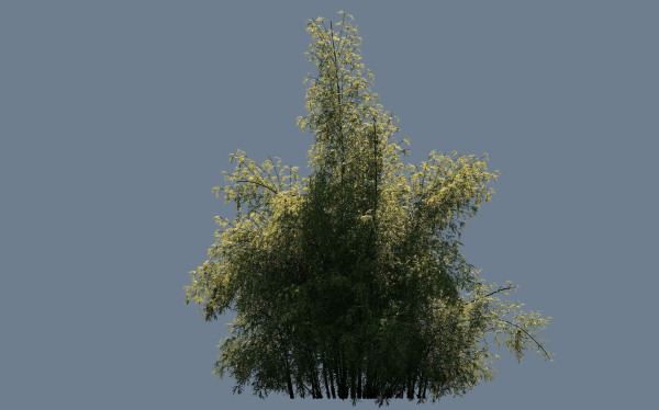 High Quality Bamboo Bush 10