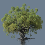High quality Large banyan tree 03