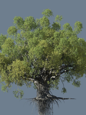 high-quality-large-banyan-tree-03-3d-model-2f017016ca