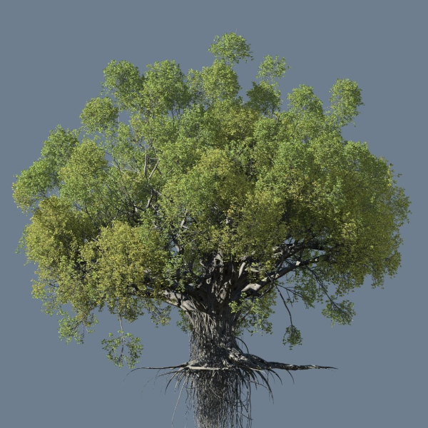 High quality Large banyan tree 03