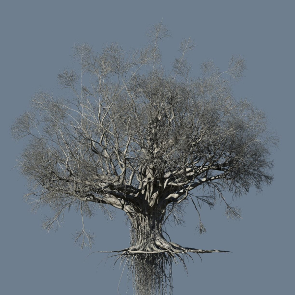 High quality Large banyan tree 03