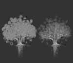 High quality Large banyan tree 03