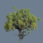 High quality Large banyan tree 03