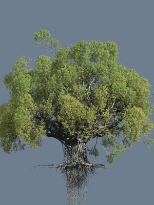 High quality Large banyan tree 03