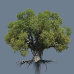 High quality Large banyan tree 04