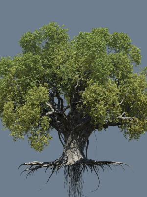 high-quality-large-banyan-tree-04-3d-model-46e9854ca9