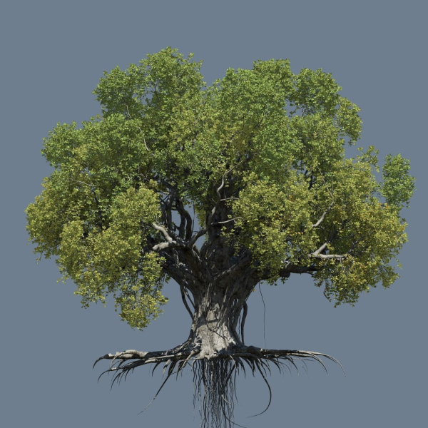 High quality Large banyan tree 04