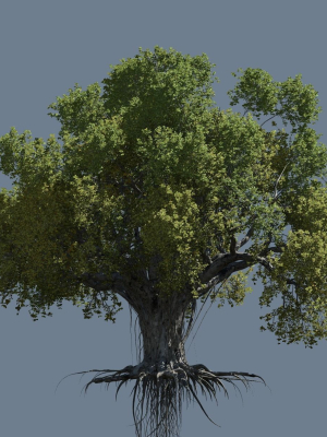 High quality Large banyan tree 04