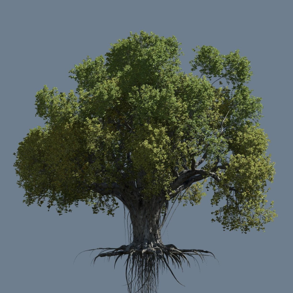 High quality Large banyan tree 04