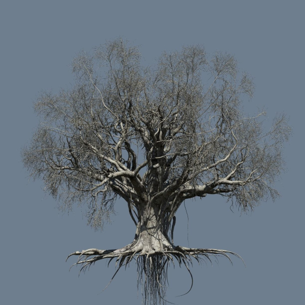 High quality Large banyan tree 04