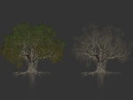 High quality Large banyan tree 04