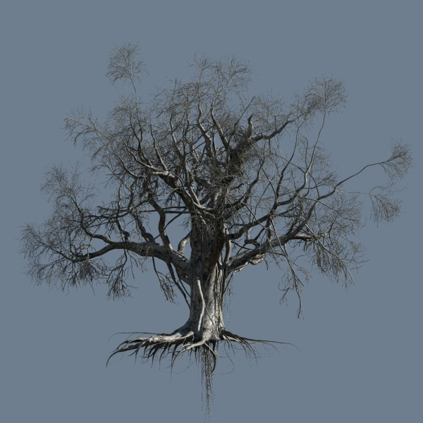High quality Large banyan tree 06