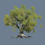 High quality Large banyan tree 06