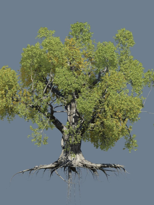 high-quality-large-banyan-tree-06-3d-model-27c500cd6e