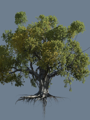 High quality Large banyan tree 06