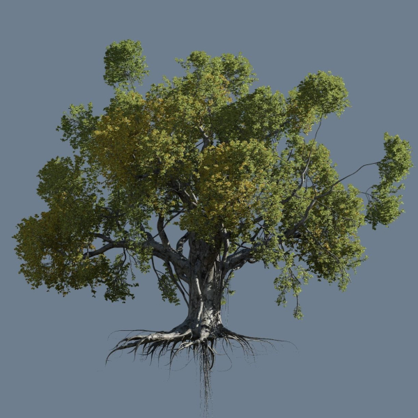 High quality Large banyan tree 06