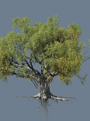 high-quality-large-banyan-tree-08-3d-model-224526ef2a