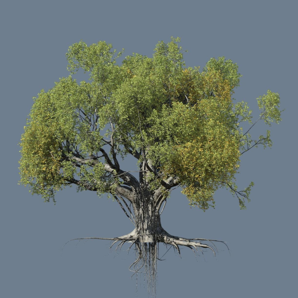 High quality Large banyan tree 08