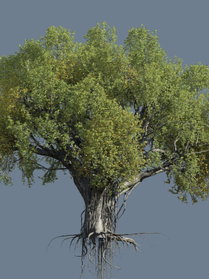 High quality Large banyan tree 08