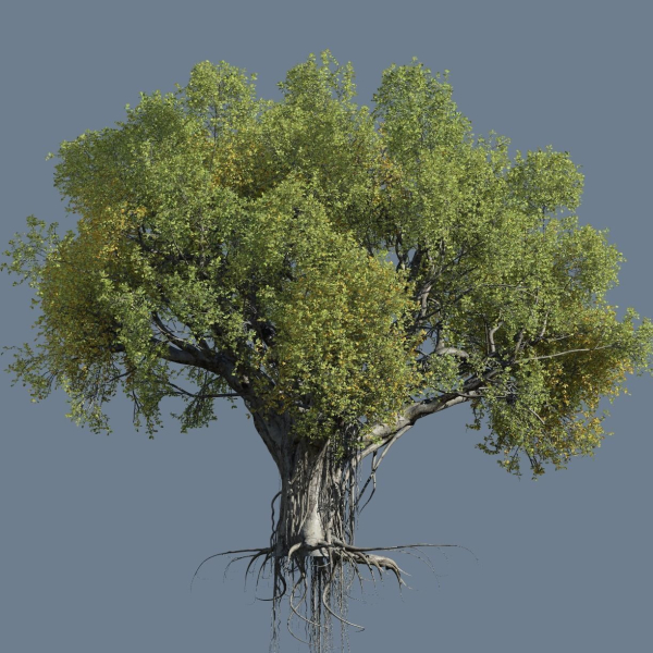 High quality Large banyan tree 08