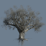 High quality Large banyan tree 08