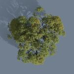 High quality Large banyan tree 08