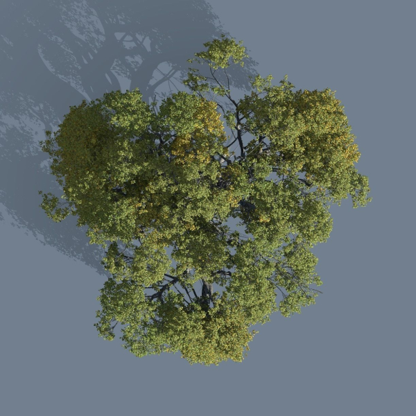 High quality Large banyan tree 08