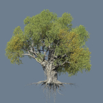 High quality Large banyan tree 09