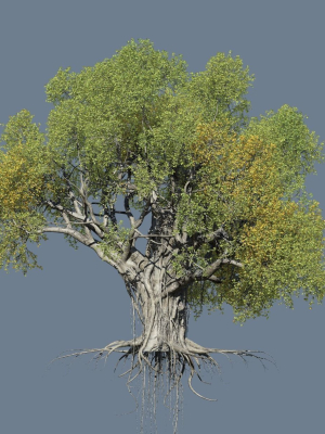 high-quality-large-banyan-tree-09-3d-model-298bd1a3bf