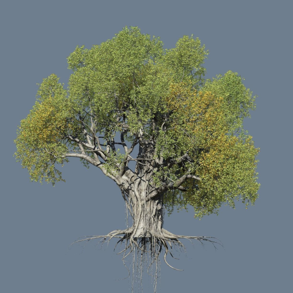 High quality Large banyan tree 09