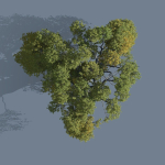 High quality Large banyan tree 09