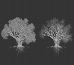 High quality Large banyan tree 09