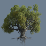 High quality Large banyan tree 09