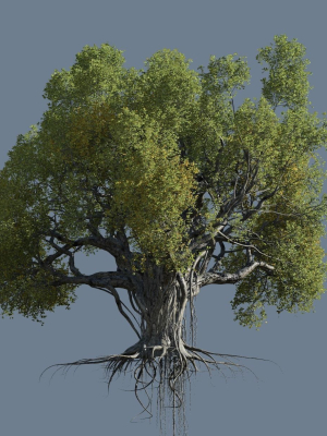 High quality Large banyan tree 09