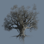 High quality Large banyan tree 09