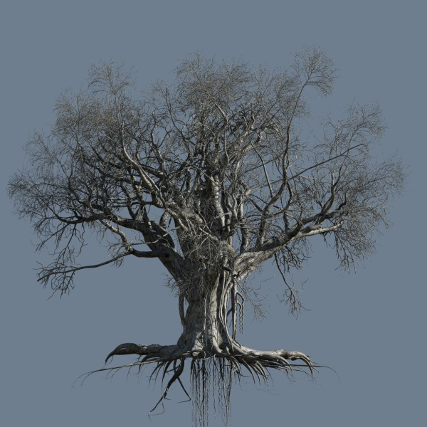 High quality Large banyan tree 11