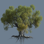 High quality Large banyan tree 11