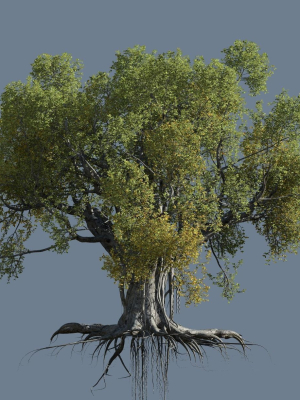 High quality Large banyan tree 11