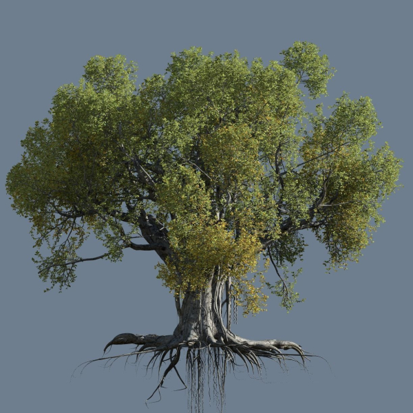 High quality Large banyan tree 11