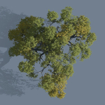 High quality Large banyan tree 11