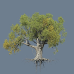 High quality Large banyan tree 11