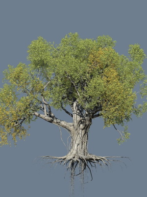 high-quality-large-banyan-tree-11-3d-model-6bc0308314