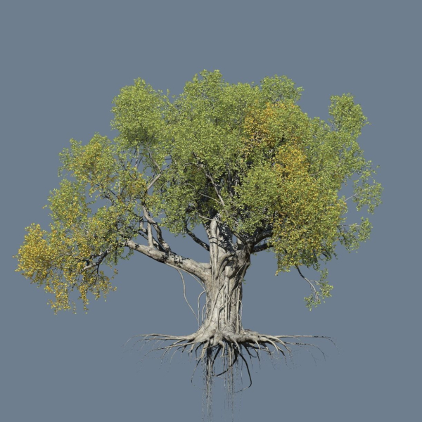 High quality Large banyan tree 11