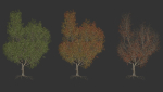 High quality Maple tree 01