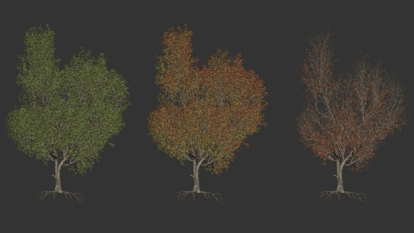 High quality Maple tree 01