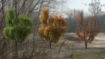High quality Maple tree 01