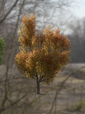 High quality Maple tree 01