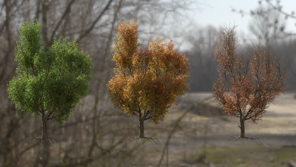 High quality Maple tree 01