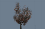 High quality Maple tree 01